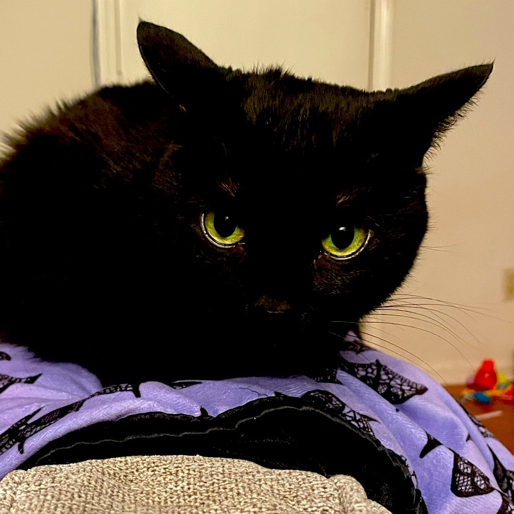 OFFER FOR MONOCHROMECAT